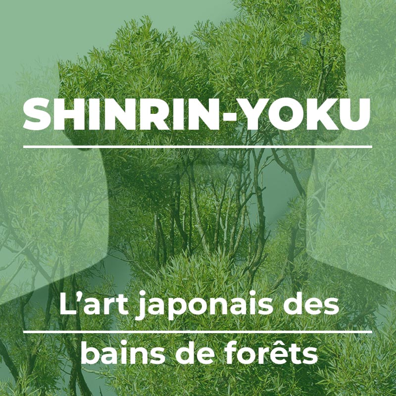 Formation Shinrin Yoku à La Source du Domaine de Bayssac L'art japonais des bains de forêts
